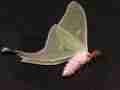Actias luna gynandromorph (papered verso) (Internet Image property of respective owner, non-commercial use only)
